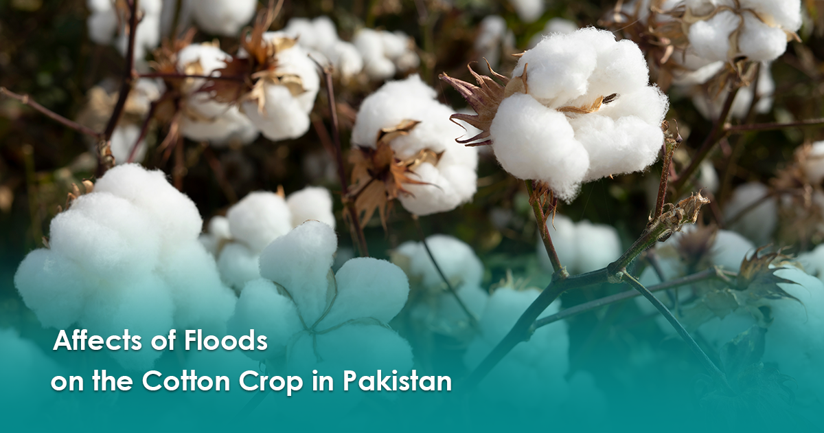 Picture for brand Effects of floods on cotton crop