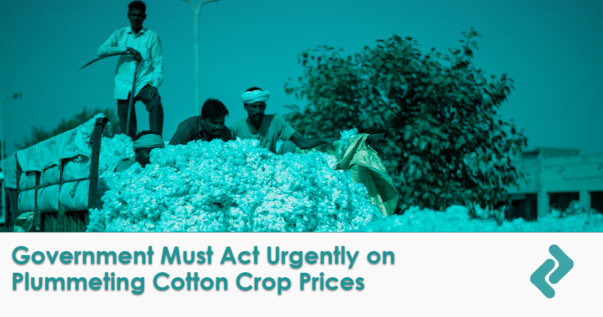 Picture for blog Government Must Act Urgently on Plummeting Cotton Crop Prices