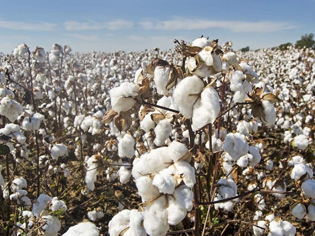 Picture for blog The impact of the global cotton supply chain on yarn prices in Pakistan