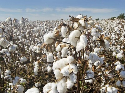 cotton rate in pakistan today